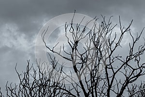 Silhouette dead tree on dark sky and gray clouds. Death, lament, sad, grief, hopeless, and despair concept. Halloween day abstract