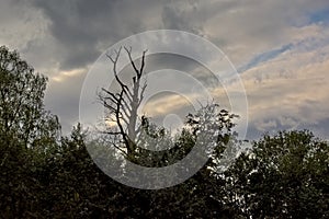 Silhouette of a dead tree in the forest on a cloudy sky