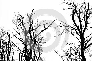 Silhouette dead tree isolated on clear white sky background for
