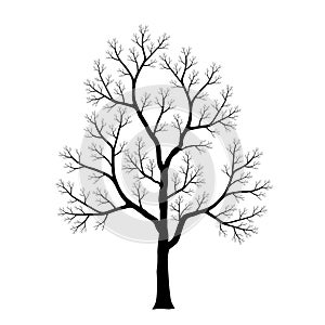 Silhouette of dead tree isolated on white background. Black and white. vector illustration