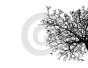 Silhouette dead tree isolated on white background