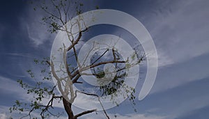 Silhouette of dead tree without leaves with the dark sky.A dried up tree in focus with blue sky behind during winter