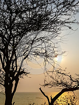 Silhouette of dead tree over the sea with big sunrise in background.