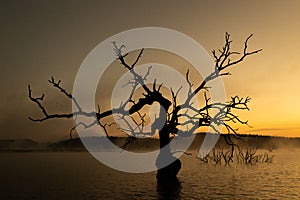 Silhouette of a dead tree in a reflective lake during sunset in fall