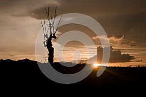 silhouette of a dead tree in a rice field at sunset
