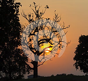 Silhouette of dead tree