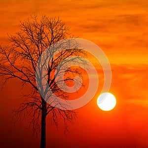Silhouette dead tree at sunset