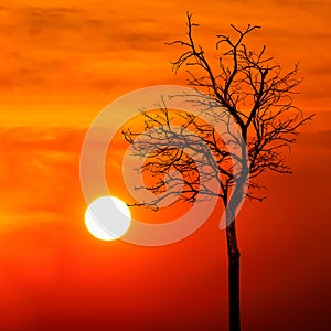 Silhouette dead tree at sunset