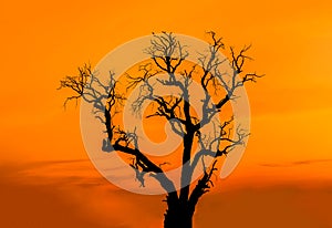 Silhouette dead tree on the sunset