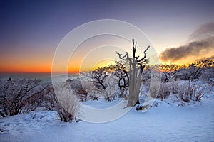 Silhouette of dead trees, beautiful Landscape at sunrise on Deogyusan National Park in winter, Korea.