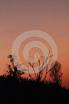 Silhouette Dead trees die in the dark of sunset and Scary and gloomy. Haloween concept