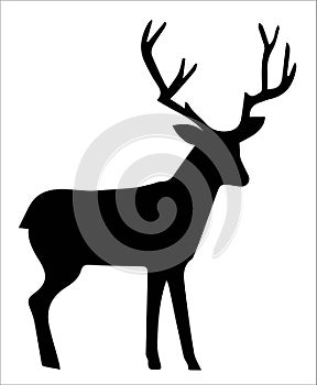 Silhouette of deer