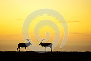 Silhouette of deer on beautiful sky background