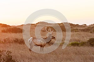 Silhouette of deer on beautiful sky background