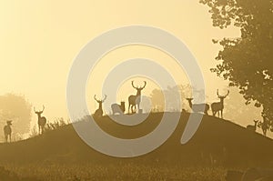 Silhouette deer standing on field against sky during sunsetn photo
