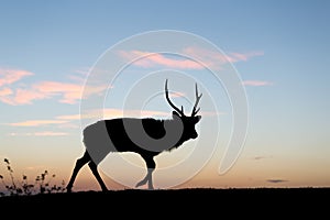 Silhouette of deer at sunset