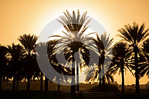 Silhouette di un gruppo di palme in un tramonto incredibile