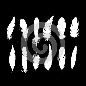 Silhouette Different Types Feathers Bird Set. Vector