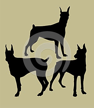 Silhouette of the doberman