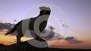 Silhouette of a dog as standing on a rock on sunset sky background