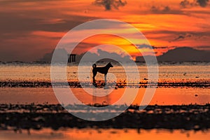 Silhouette of dog standing on sea at sunrise