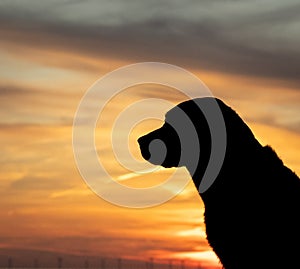 Silhouette of a dog during the sunset