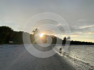silhouette of a dog on a sunset beach