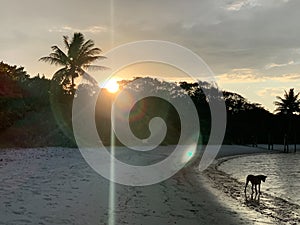 silhouette of a dog on a sunset beach