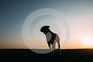 Silhouette dog on Sunset time