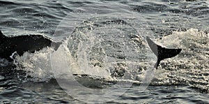 Silhouette of Dolphins, swimming in the ocean and hunting for fish.