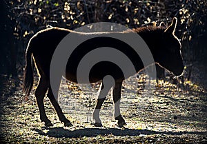 silhouette of a donkey or ass, Equus africanus asinus, against the Autumn su