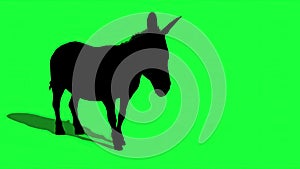 silhouette  of Donkey on green screen