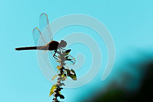 silhouette of dragonfly alight on little green plant with blue color on background