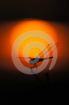 Silhouette of dragonfly over sunset