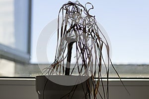 Silhouette of a dried drenched house plant