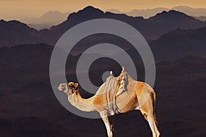 Silhouette dromedar camel on the background of the mountain of St. Moses, Egypt, Sinai