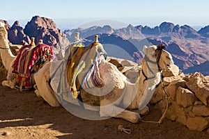 Silhouette dromedar camel on the background of the mountain of St. Moses, Egypt, Sinai