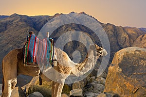 Silhouette dromedar camel on the background of the mountain of St. Moses, Egypt, Sinai