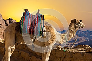 Silhouette dromedar camel on the background of the mountain of St. Moses, Egypt, Sinai