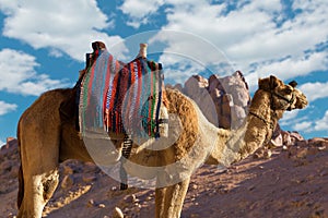 Silhouette dromedar camel on the background of the mountain of St. Moses, Egypt, Sinai