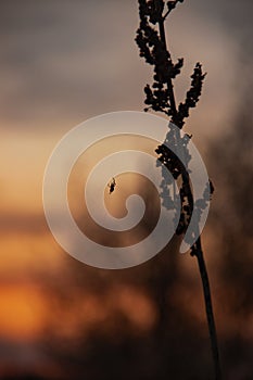 Close-up of silhouette of a dry field plant with little spider hanging on spiderweb thread against blurred colorful sunset sky and