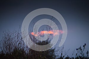 Silhouette dry grass reed flower texture on cloudy blue sky background at dusk sunset. Scenic view of nature before sundown