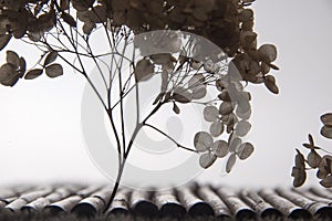 Silhouette of dry hydrangea on white background