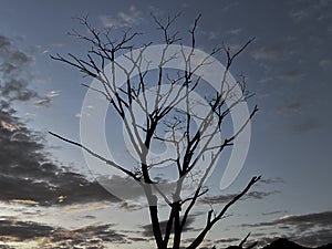 Silhouette of a dry, leafless tree on a mountaintop.