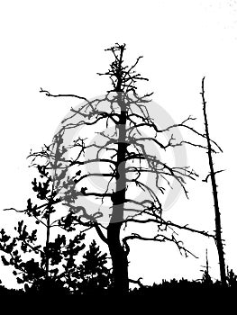 Silhouette dry tree