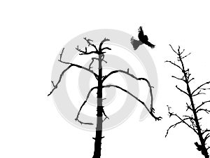 Silhouette dry tree and birds