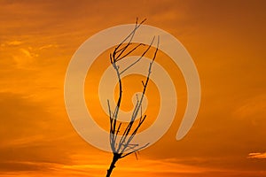 Silhouette dry tree branch against sky sunset. natural wallpaper background