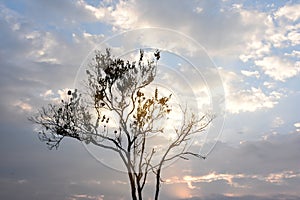 Silhouette dry tree branches with blue sky white cloudy,sunrise,copy space