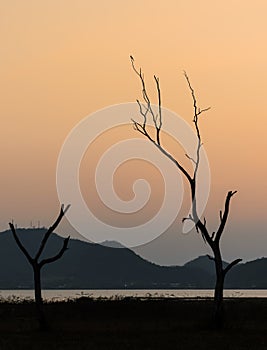 Silhouette dry tree and lake at sunset