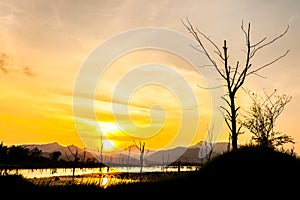 Silhouette of dry tree with mountain in sunset